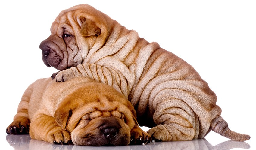 Chow Pei Puppies